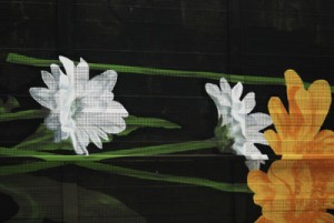 vanlaak_detail